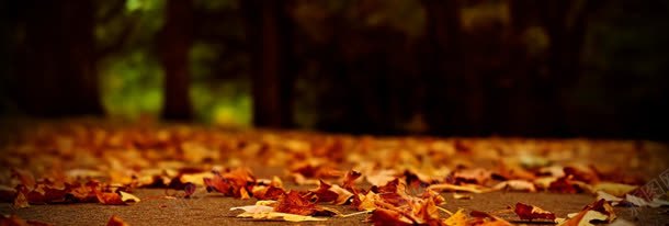 秋季落叶风景背景