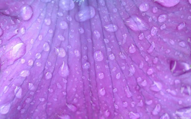 紫色花叶上的透明水珠jpg设计背景_新图网 https://ixintu.com 水珠 紫色 花叶 透明
