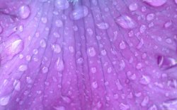 紫色花叶紫色花叶上的透明水珠高清图片