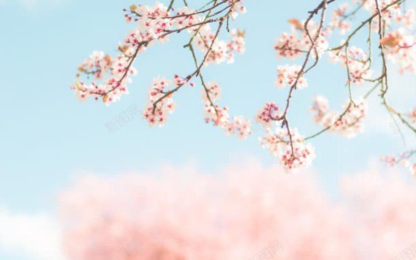 桃花山摄影景深的效果桃花摄影图片