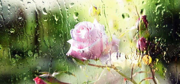 水珠玫瑰花朵背景jpg设计背景_新图网 https://ixintu.com 水珠 玫瑰 玻璃 花朵