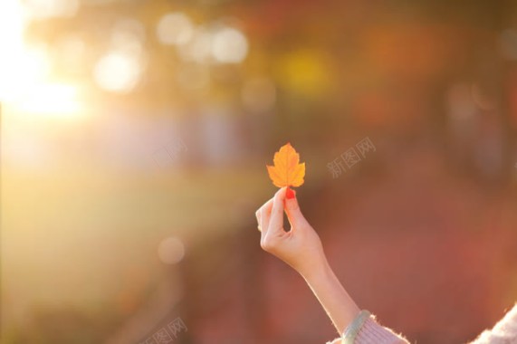 黄色阳光秋季枫叶背景