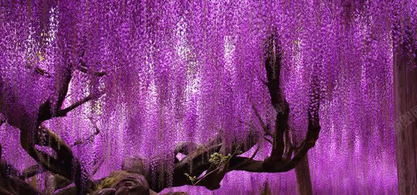 紫色树木背景jpg设计背景_新图网 https://ixintu.com 秋天 紫色树 色彩树木