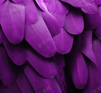 紫色的羽毛背景