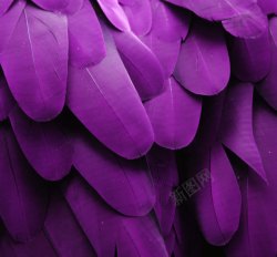 空中飞鸟紫色的羽毛高清图片