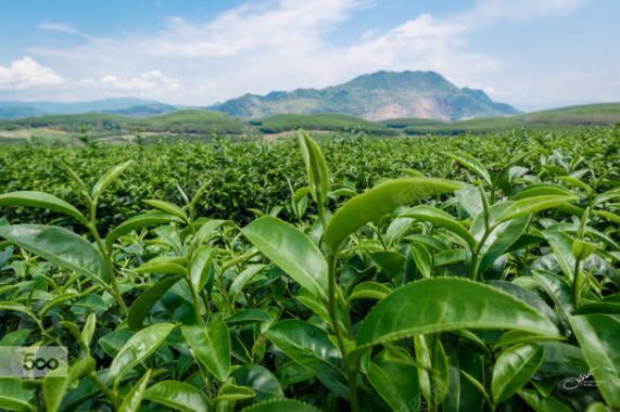 蓝天白云绿色茶叶背景