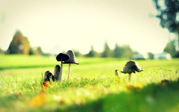 蓝天白云下的小蘑菇jpg设计背景_新图网 https://ixintu.com 白云 蓝天 蘑菇