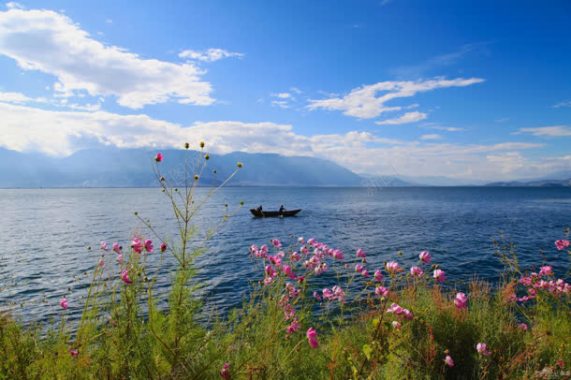 蓝天白云大海粉花背景