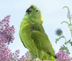 绿色梦幻图案梦幻粉色花朵绿色小鸟高清图片