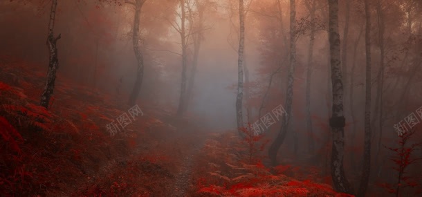 秋季树林背景jpg设计背景_新图网 https://ixintu.com 大树 树林 植物 秋天 秋季