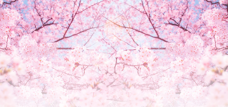 粉色浪漫樱花节旅游背景背景