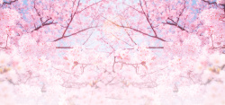 樱花横幅粉色浪漫樱花节旅游背景高清图片