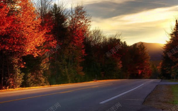 秋天的红色树林马路海报背景背景