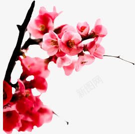 红色鲜艳梅花植物png免抠素材_新图网 https://ixintu.com 梅花 植物 红色 鲜艳