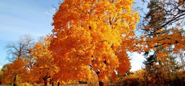 秋天大树摄影jpg设计背景_新图网 https://ixintu.com 大树 植物 秋天 秋季 自然风光