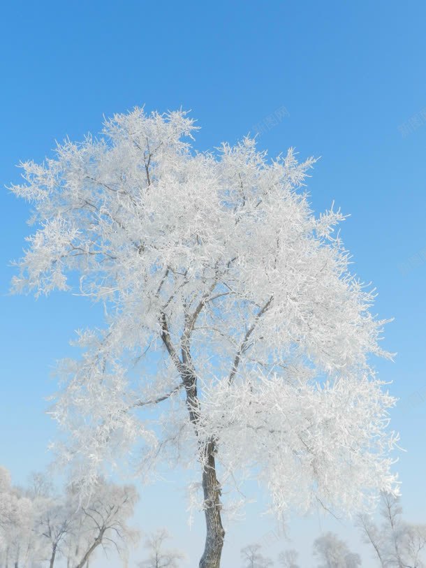 白色创意大树天空jpg设计背景_新图网 https://ixintu.com 创意 大树 天空 白色