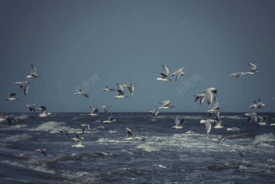海面上飞翔的海鸥背景