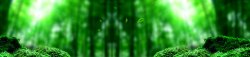 绿色树叶树枝植物护肤树林唯美背景banner高清图片