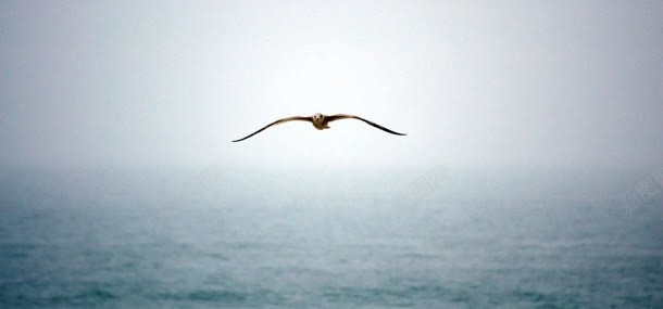 天空海鸥动物背景背景