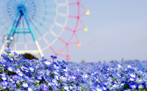 蓝色花朵浪漫摩天轮jpg设计背景_新图网 https://ixintu.com 天轮 浪漫 花朵 蓝色