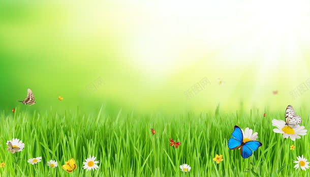 草地上的野花和蝴蝶jpg设计背景_新图网 https://ixintu.com 其它类别 图片素材 植物 绿色 背景花边 草地 草地上的野花和蝴蝶图片 草地上的野花和蝴蝶图片素材下载 蝴蝶 野花