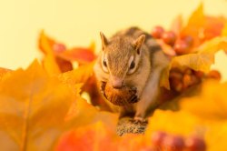 秋天的花可爱的花栗鼠与枫叶高清图片