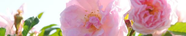 淡粉色鲜艳花朵装修jpg设计背景_新图网 https://ixintu.com 粉色 花朵 装修 鲜艳