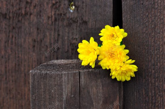 黄色菊花对比鲜艳背景