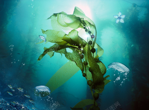 简约海洋海藻面膜促销海报背景背景