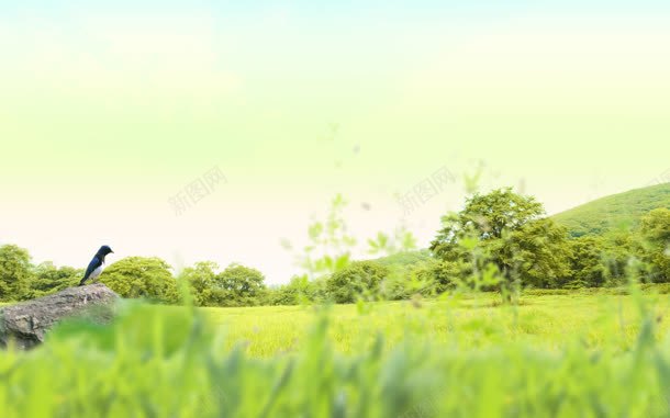 绿色草原小鸟海报背景jpg设计背景_新图网 https://ixintu.com 小鸟 海报 绿色 背景 草原
