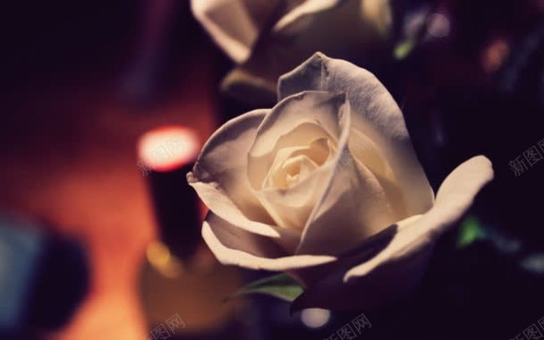 白色玫瑰花夜景壁纸背景