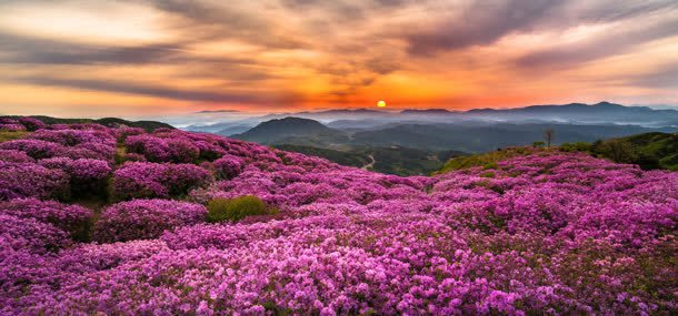 夕阳鲜花背景jpg设计背景_新图网 https://ixintu.com 夕阳 天空 太阳 自然风光 花朵 鲜花