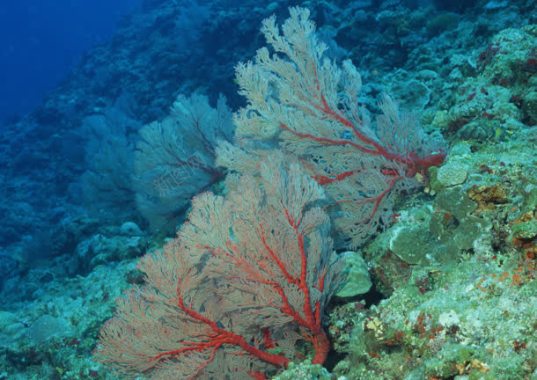 海底珊瑚植物大海背景