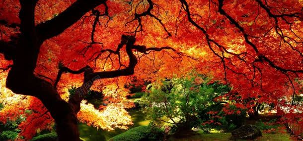 秋季树林背景jpg设计背景_新图网 https://ixintu.com 大树 树林 秋天 秋季