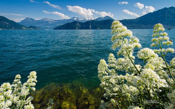 湖泊白云高山植物白花背景