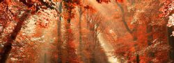 秋日森林枫叶林高清图片