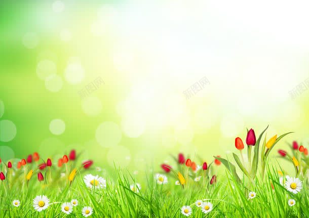 草地上盛开的野花jpg设计背景_新图网 https://ixintu.com 其它类别 图片素材 星光 梦幻 绿色 背景花边 草地 草地上盛开的野花图片 草地上盛开的野花图片素材下载 野花