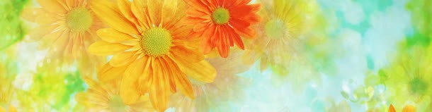 唯美菊花淘宝女装banner壁纸jpg设计背景_新图网 https://ixintu.com 唯美 壁纸 素材 色彩 鲜花