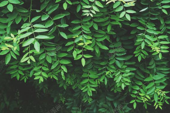 草木植物绿叶摄影摄影图片
