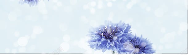 清新浅色背景jpg设计背景_新图网 https://ixintu.com 圆点 素雅 紫色花朵