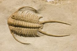 化石摄影动物化石高清图片