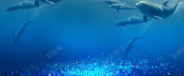海豚海底jpg设计背景_新图网 https://ixintu.com 海底 海豚