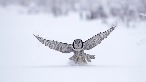 灰色雪地飞翔的老鹰背景