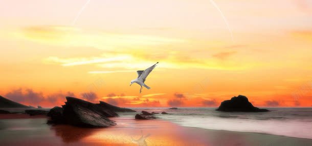 大海动物天空背景jpg设计背景_新图网 https://ixintu.com 动物 大海 天空 海鸥