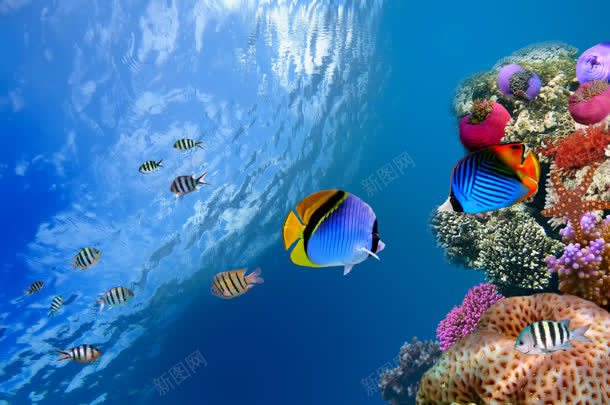 深海下的海洋生物jpg设计背景_新图网 https://ixintu.com 海洋生物 深海