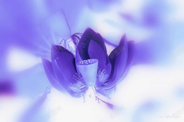紫白色梦幻模糊花朵jpg设计背景_新图网 https://ixintu.com 梦幻 模糊 白色 花朵