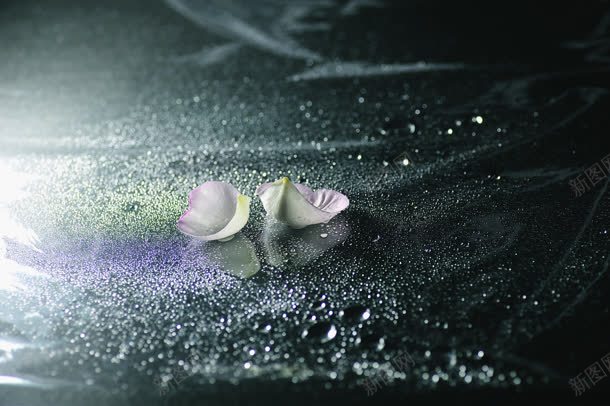 公路下的水珠紫色花瓣jpg设计背景_新图网 https://ixintu.com 公路 水珠 紫色 花瓣