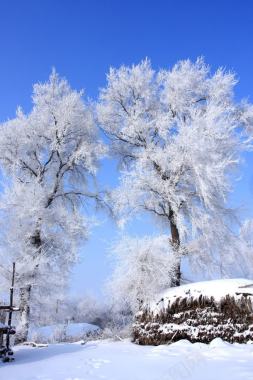 白色霜冻树枝美景背景
