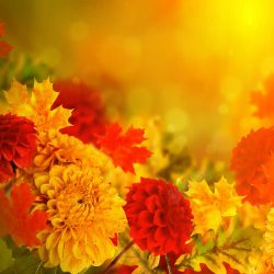 梦幻鲜花和枫叶图片梦幻鲜花和枫叶高清图片