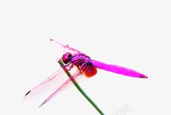 背景图片蜻蜓红色的蜻蜓片高清图片